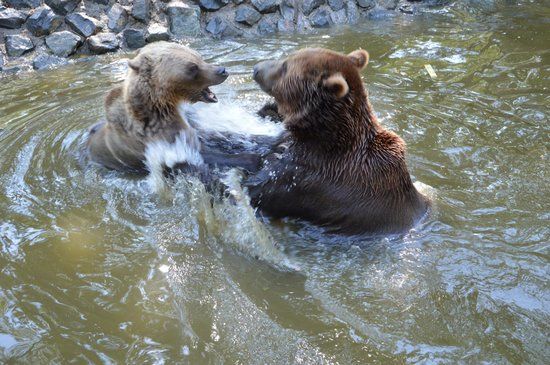 Gradina Zoologica Timisoara Padurea Verde